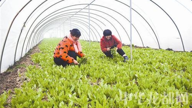 天寒人心暖 大棚里面說豐產(chǎn)