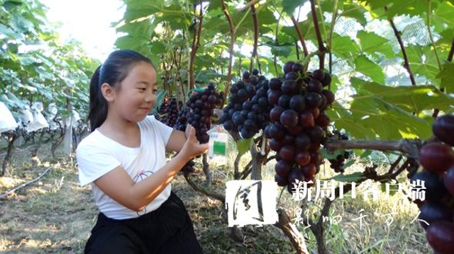 沈丘：生態(tài)園里葡萄采摘樂趣多