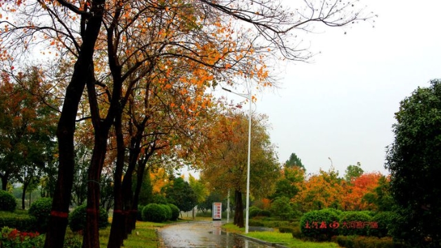 詩情畫意！秋冬之交一場雨 別樣周口落葉美