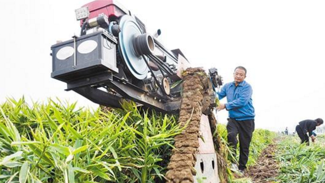 商水縣譚莊鎮(zhèn)益民蔬菜種植合作社首次種植生姜獲得大豐收