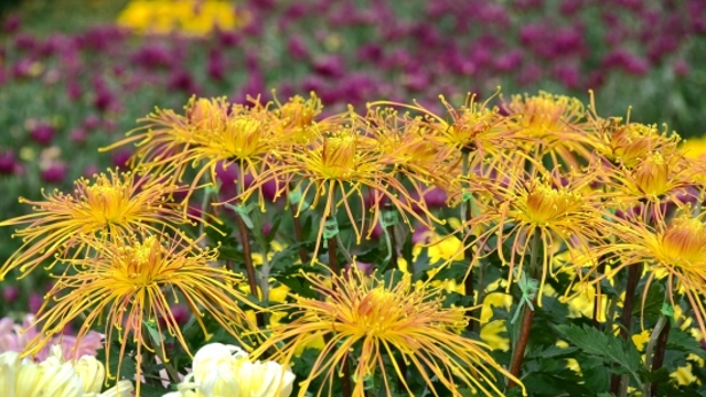 又到菊花盛開時(shí)