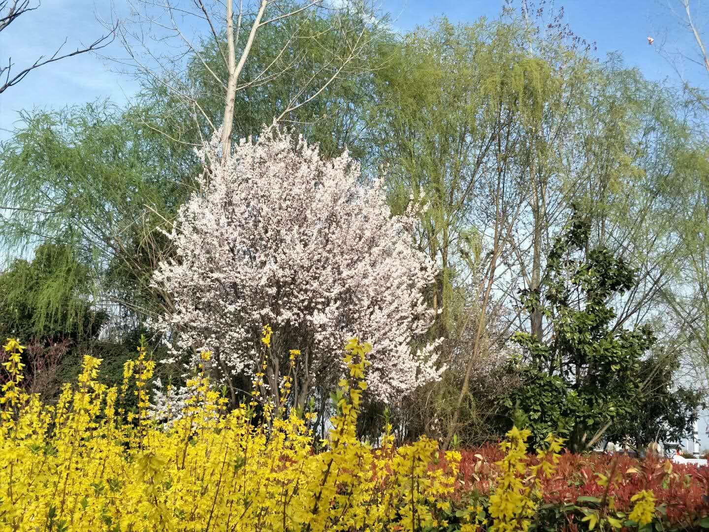 春天里，我們一起來看花