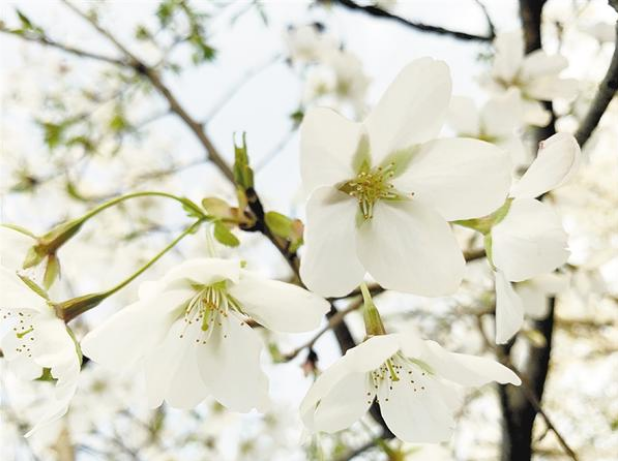 春光不負(fù)人 賞花正當(dāng)時之二：帶您領(lǐng)略一場浪漫“花事”