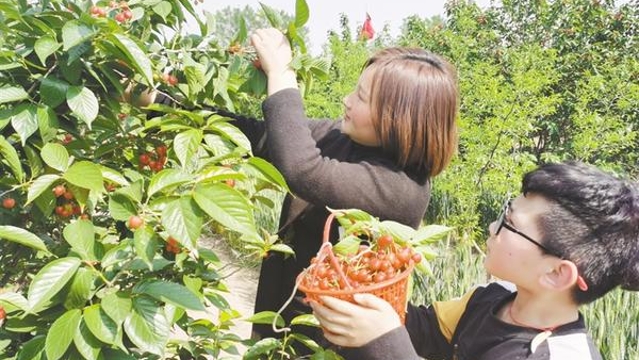 果園采摘成特色