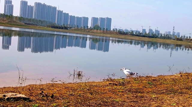 打造水生態(tài)城市，讓周口更宜居