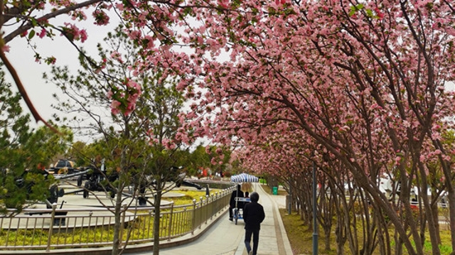 周口公園海棠綻放 現(xiàn)在正是賞花時