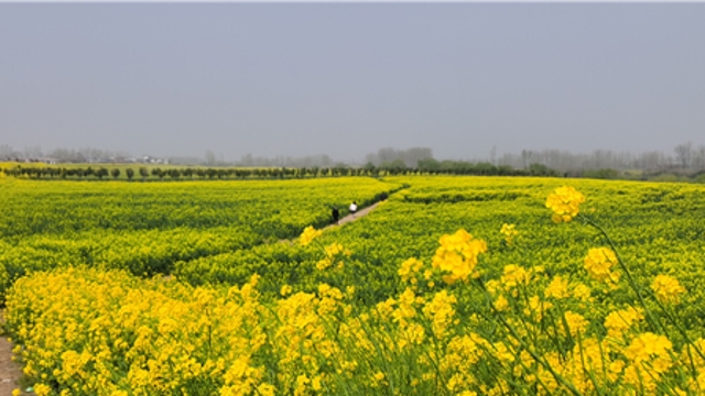 商水縣鄧城鎮(zhèn)油菜花海帶動農(nóng)旅經(jīng)濟(jì)