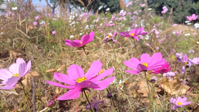 周口：格桑花開醉人心