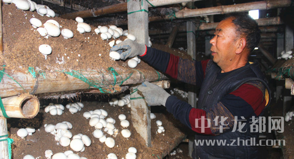 周口項(xiàng)城：食用菌種植基地內(nèi)，工人正在查看雙孢菇長勢